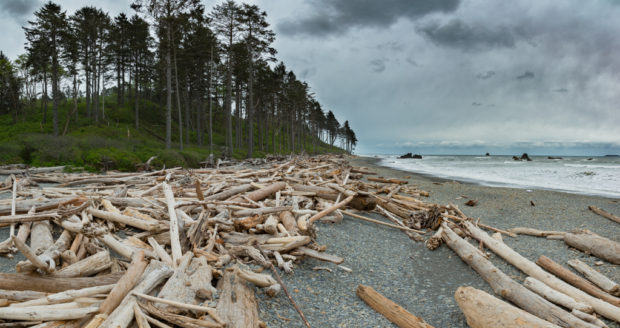 Olympic Forest