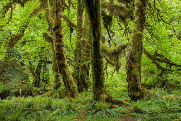 Mossy Forest