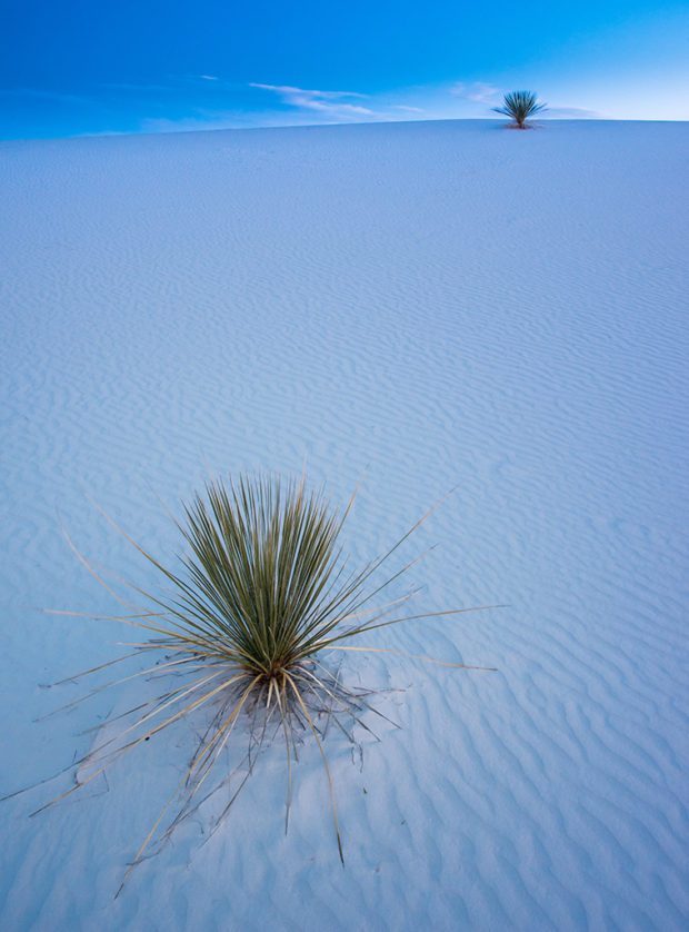 Two Yuccas at White Sands