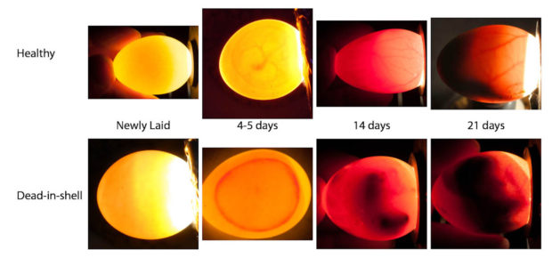 Bird Egg Incubation Chart