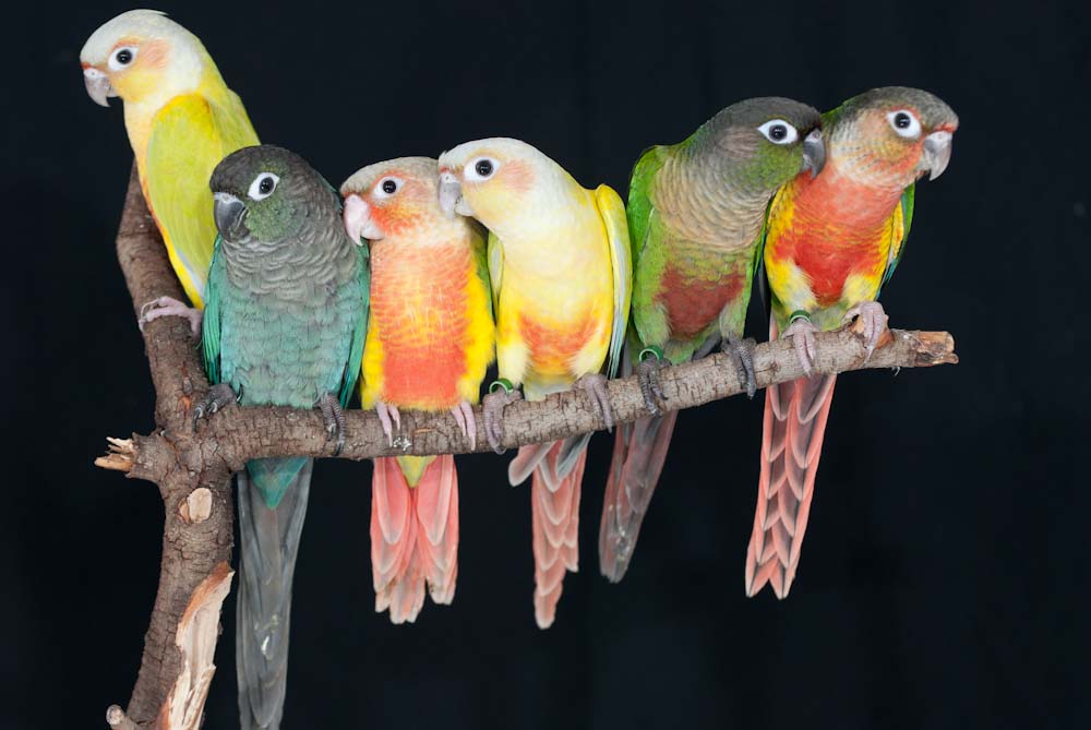 Green Cheek Conure Mutations Chart