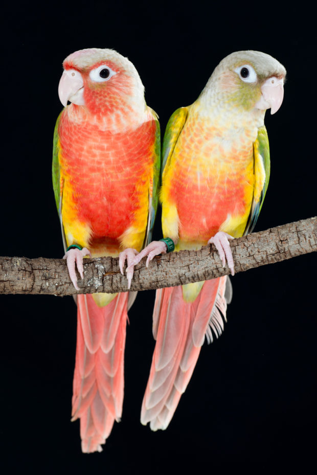 Green Cheek Conure Chart