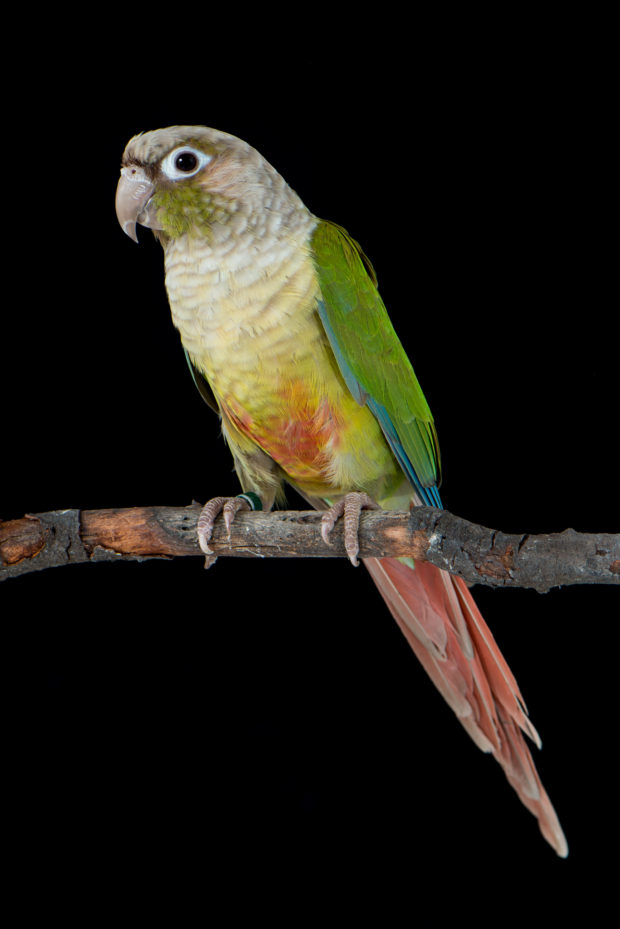 Cinnamon Green-cheek Conure