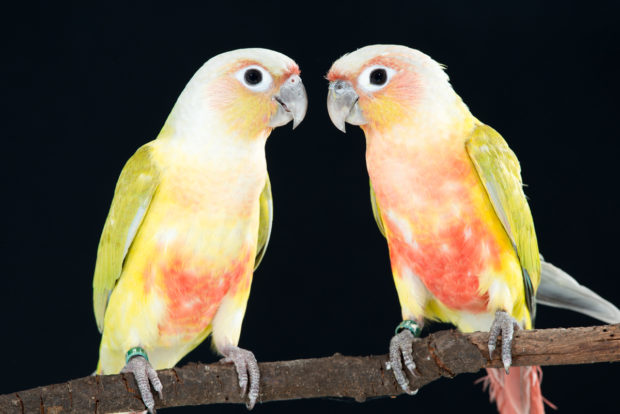 Dilute Green-cheek Conures