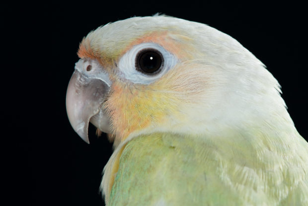 Opamint Green-cheeked Conure