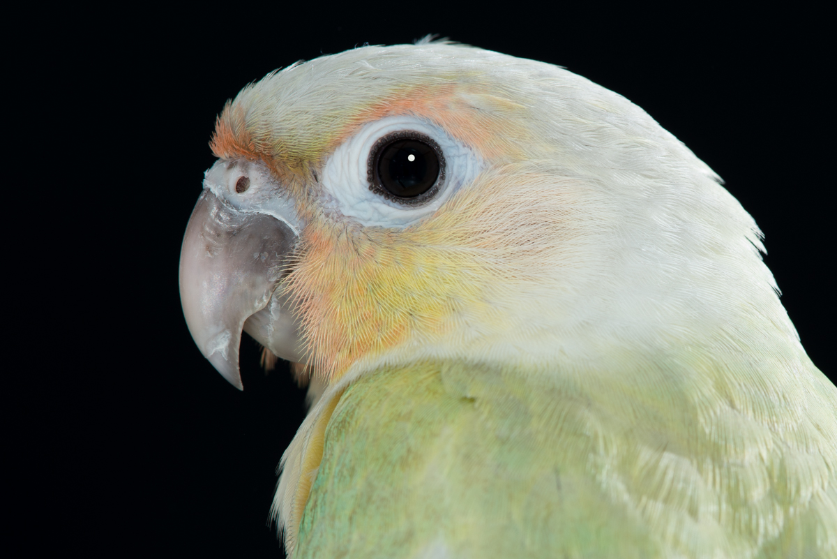 Greencheeked Conures Avian Resources