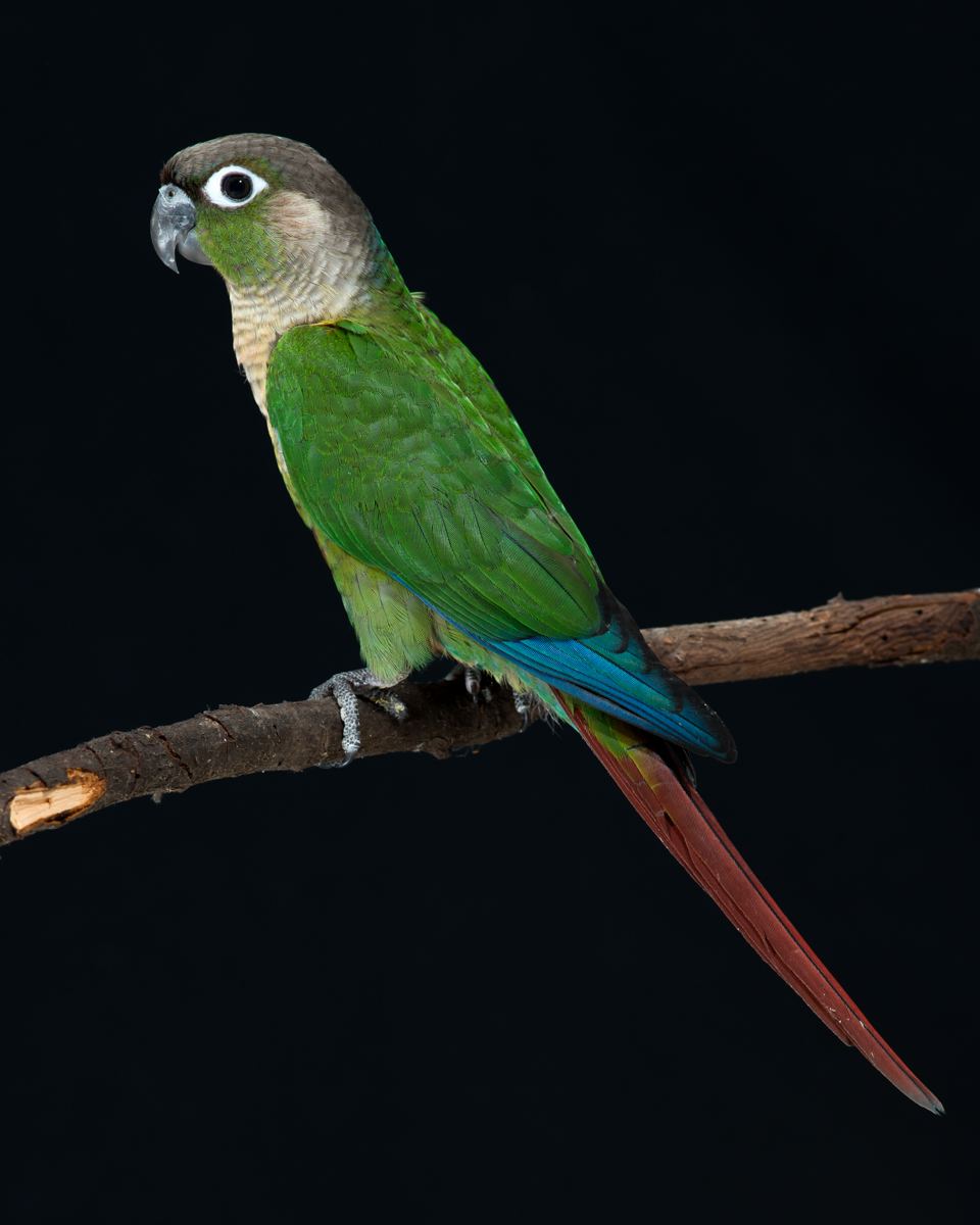 green cheek conure plush