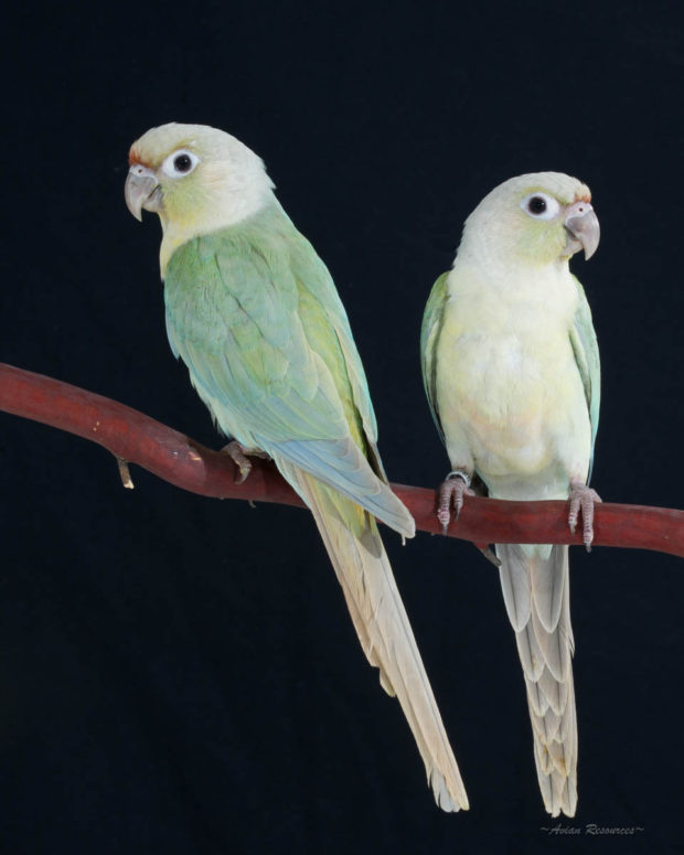 Mint Green-cheek Conures