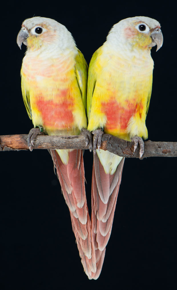 Dilute Green-cheeked Conures