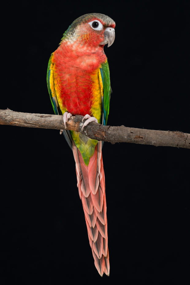 Red Yellow-sided Green-cheek Conure