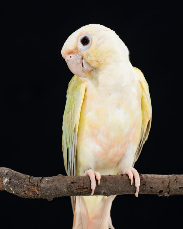 Mooncheek Green-cheek Conure