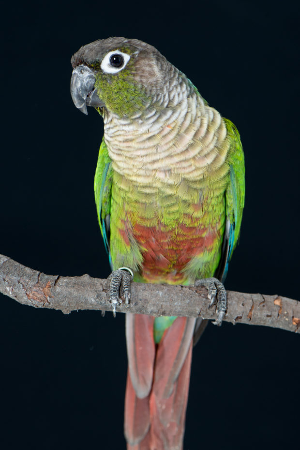 Normal Green-cheeked Conure