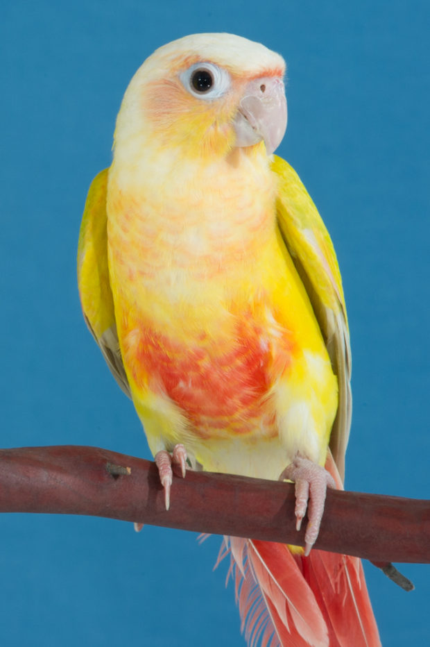 Dilute Cinnamon Green-cheek Conure