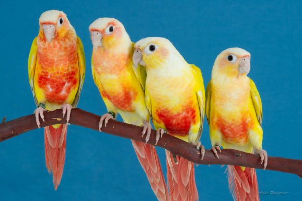 Suncheek and Dilute Cinnamon Green-cheek Conures