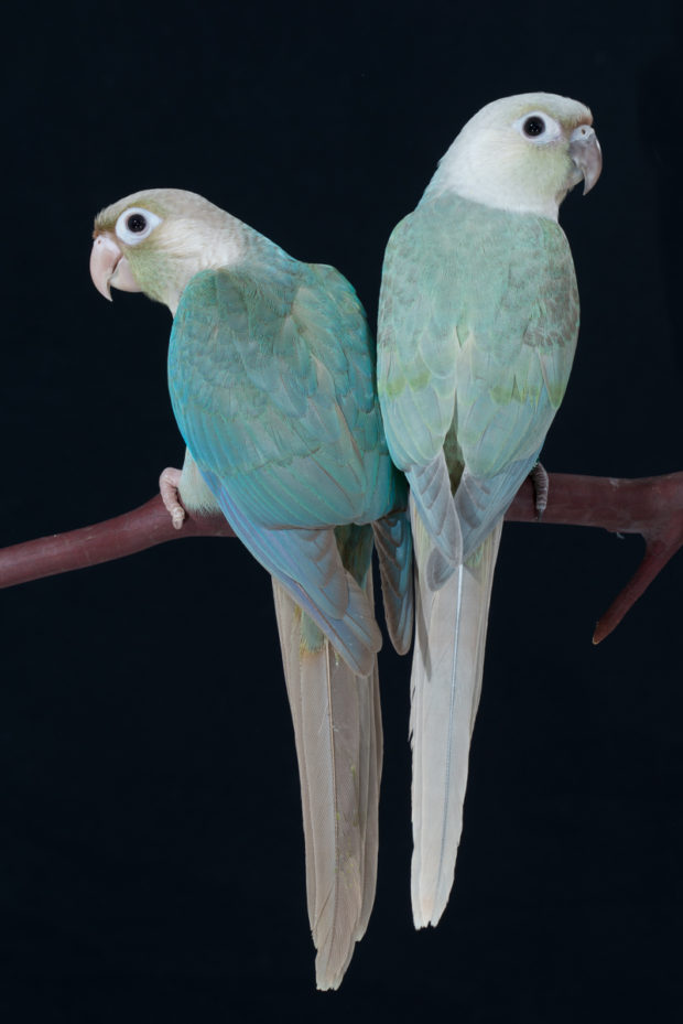 Turquoise Cinnamon vs Mint Green-cheeked Conure