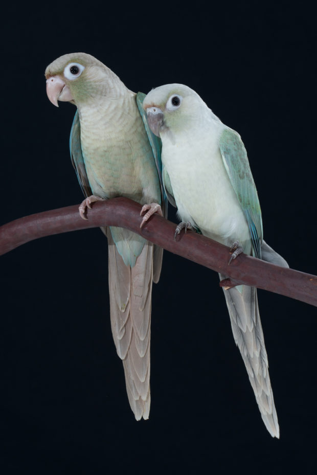 Green Cheek Conure Chart