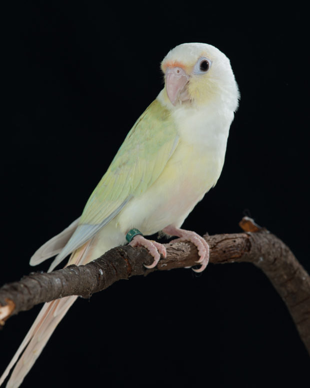 Cinnamint Green-cheek Conure