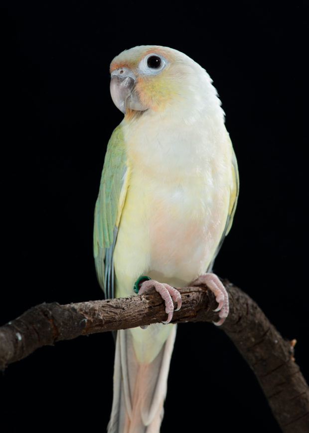 Green Cheek Conure Chart