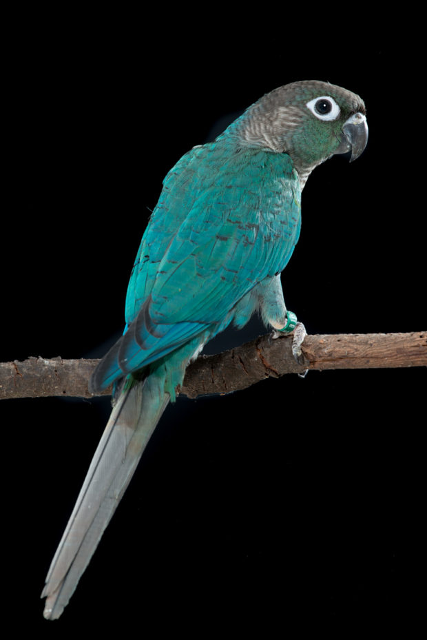 Turquoise Green-cheek Conure
