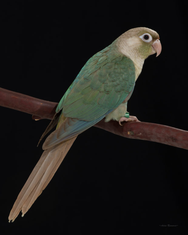 Turquoise Cinnamon Green-cheek Conure