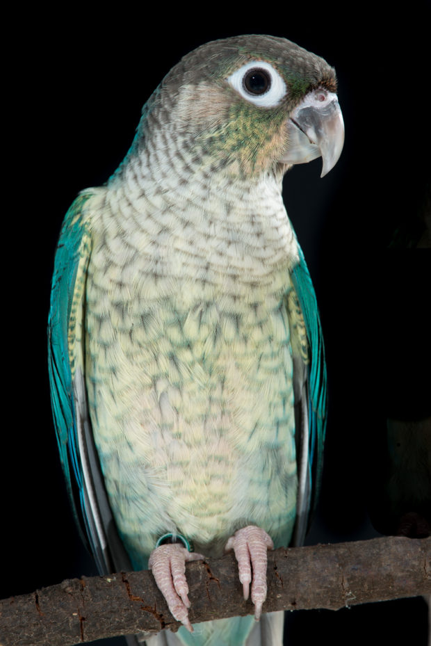 Turquoise Yellow-sided Green-cheek Conure