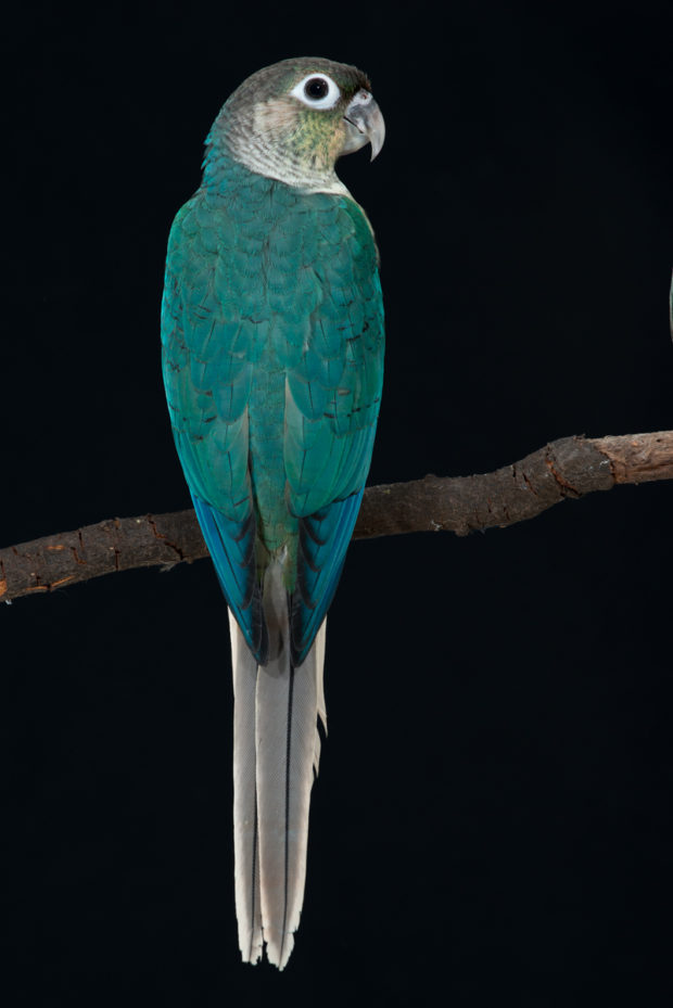 Turquoise Yellow-sided Green-cheek Conure